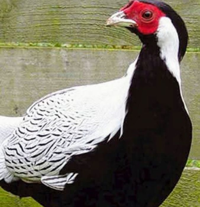 Casais Faisões de 2024 e outras aves