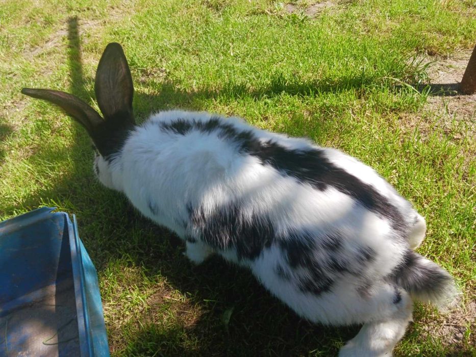 Sprzedam samca 9 miesięcy