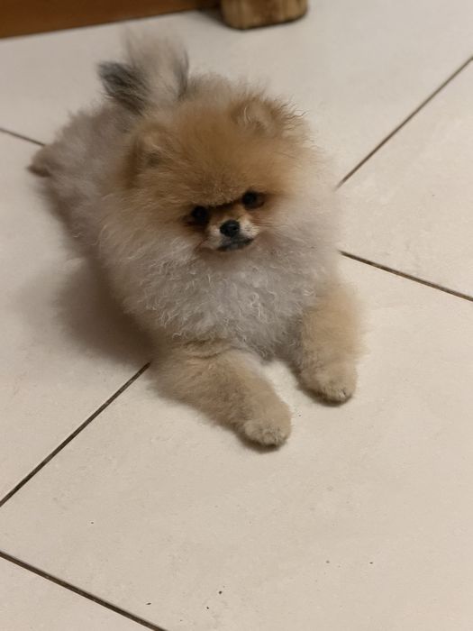 Szpic miniaturowy / pomeranian obłedny miś  GWIZDA FCI