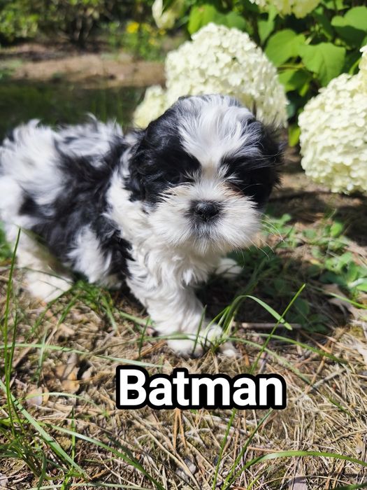 Shih tzu zapraszam do rezerwacji