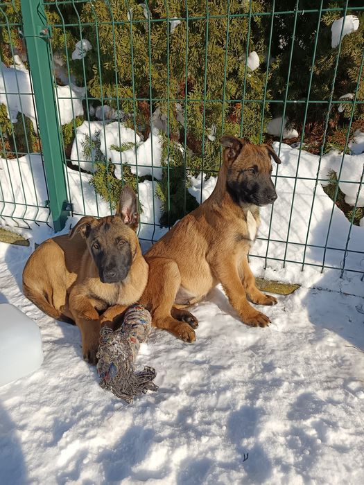 Owczarki Belgijskie Malinois