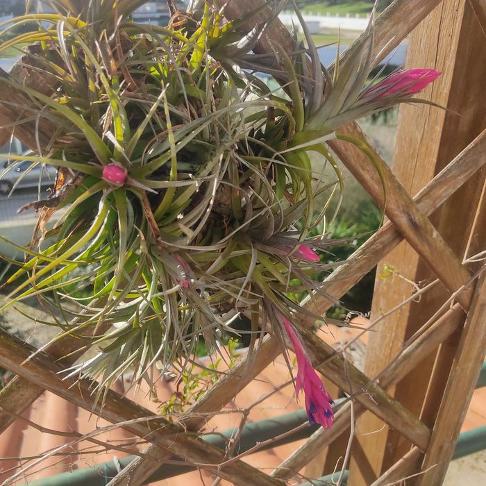 Cravo do ar,  Tillandsia aeranthos. Bromeleácea