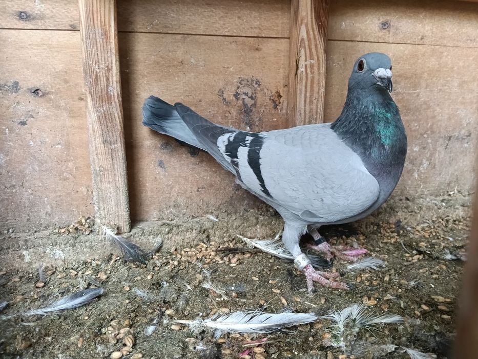 Gołębie pocztowe zagraniczne  NL RO