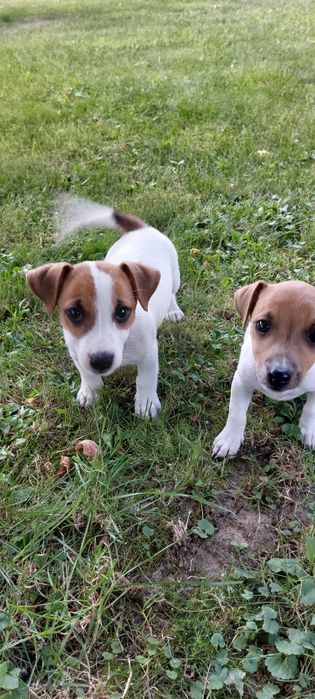 Jack Russell Terrier