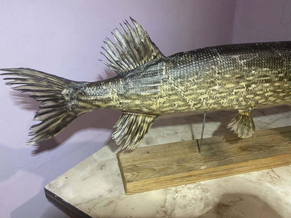 Чучело трофейної щуки