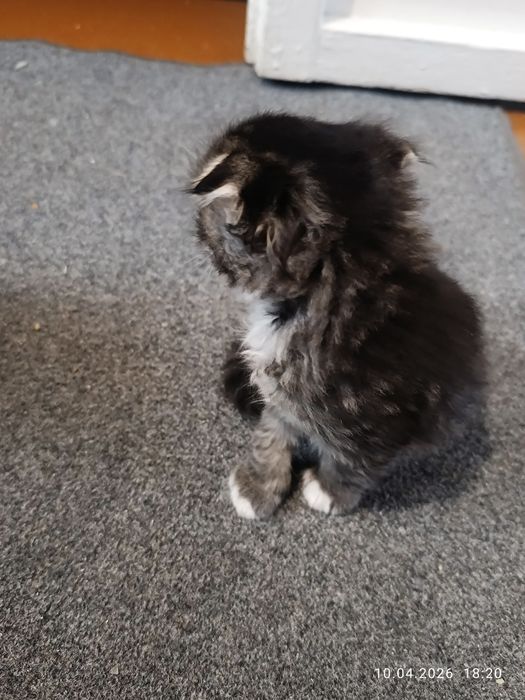 Кошенята веслоухі