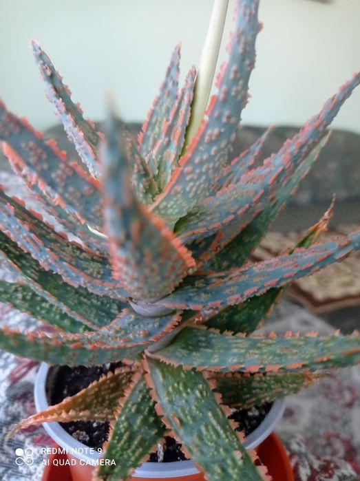 Алоє Вітроель.           .