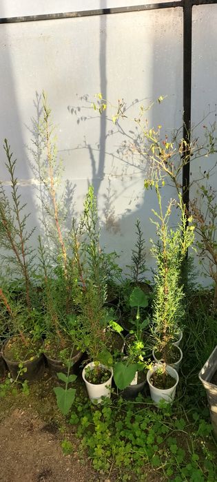 Cedro italiano disponível