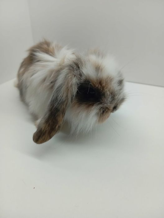 Króliczki  Minilop lwie karzełki sklep zoo Julianowska 7 b Łódź