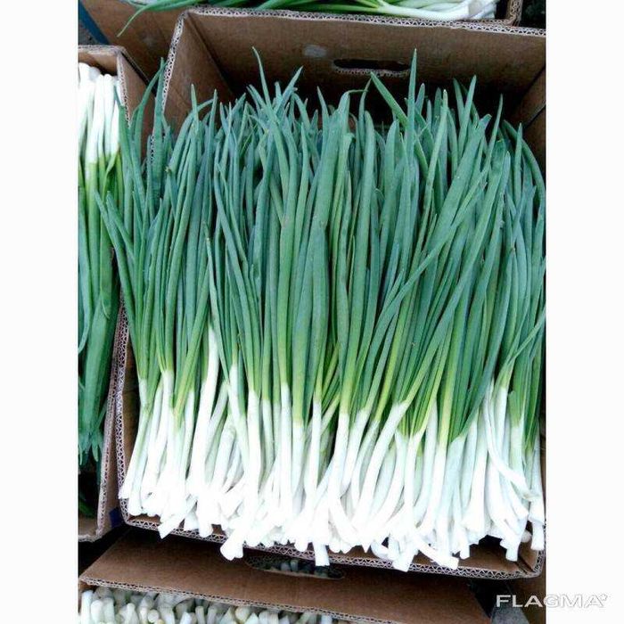 Продам отапливаемую теплицу готовый бизнес по выращиванию зелени .