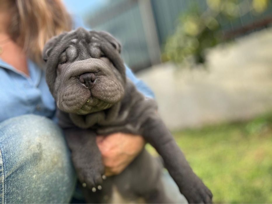Shar Pei macho azul