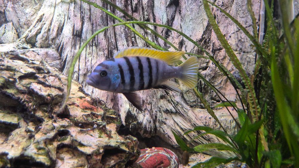 Pyszczaki afra jalo reef dorosłe, wybarwione samce