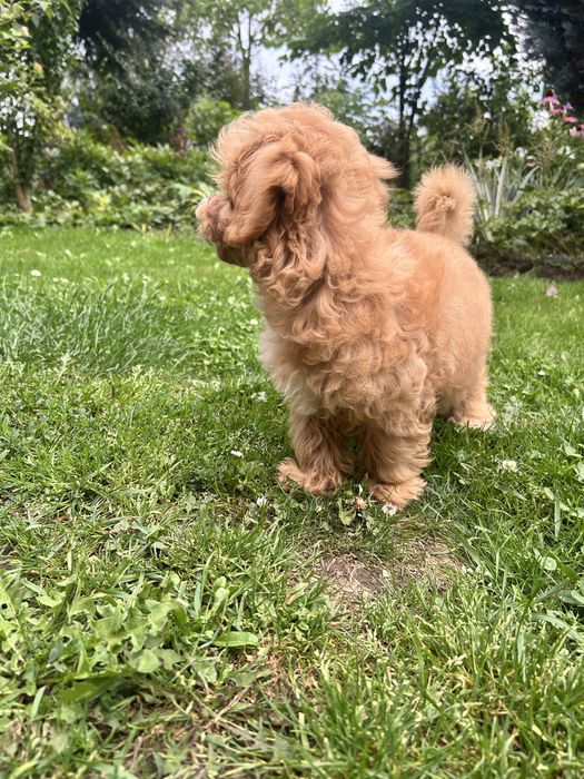 Maltipoo piesek.