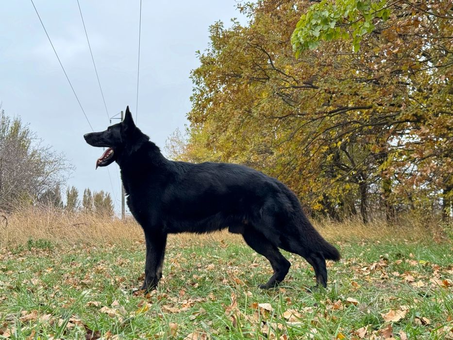 Немецкая овчарка