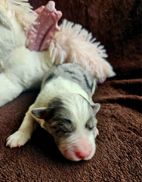 Border Collie ZKwP FCI