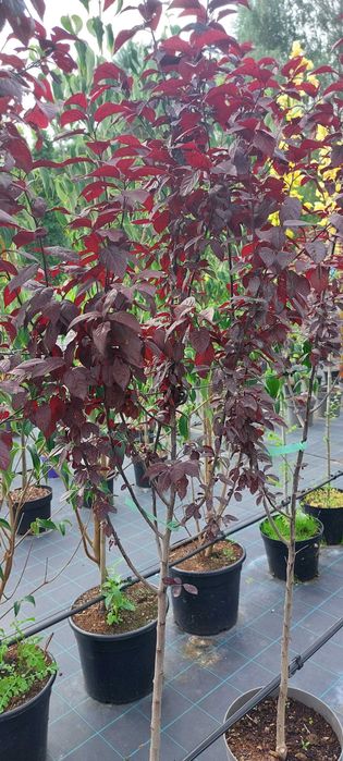 Prunus / Wiśnia / Śliwa "Pissardii"