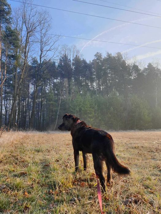 Pies pełen miłości do człowieka