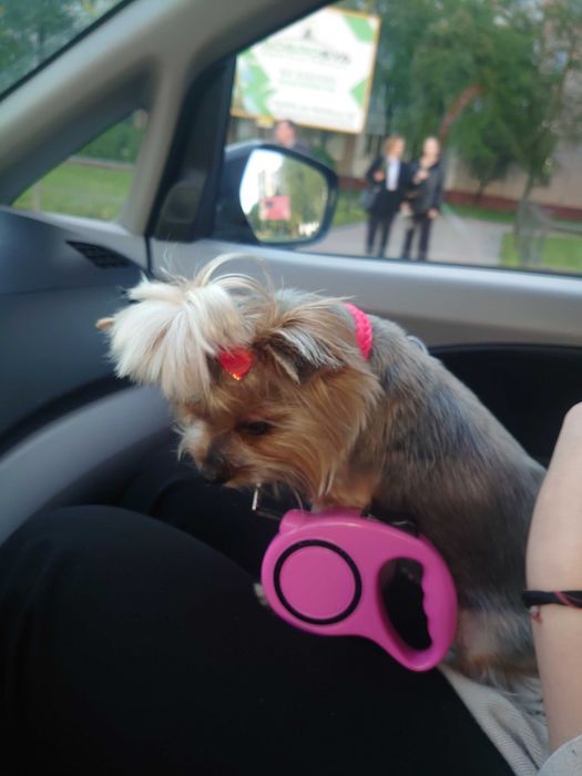 Доставка тварин, Перевезення тварин.. Львів. Переїзд. Трансфер