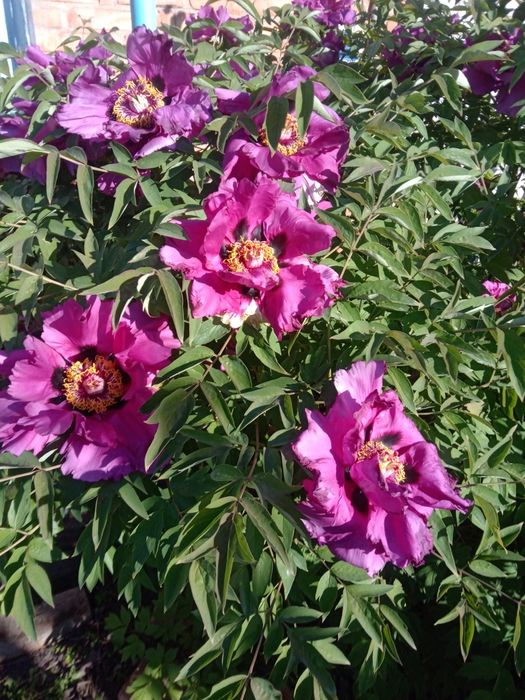 Супер деревовидні квіти