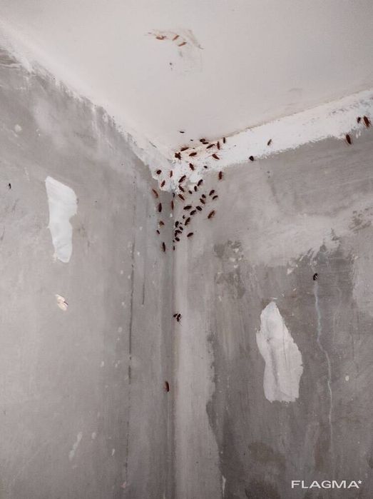 Уничтожение, тараканов, клопов, блох, Без запаха   ХОЛОДНЫЙ ТУМАНОМ