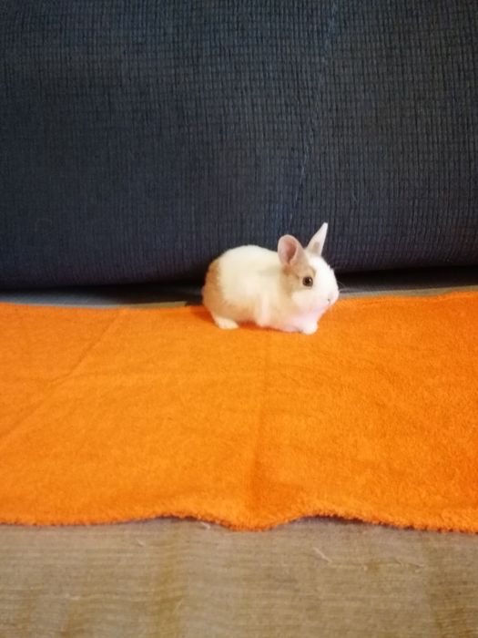 Króliczek karzełek Teddy, Mini Lop, gładki