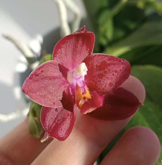 Орхідея фаленопсіс Yavanica x LD'S King