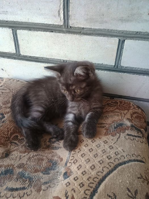 (Безкоштовно) в люблячу родину