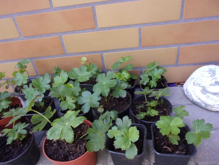 5szt jarzmianki byliny+5szt ciemierniki 10szt/70zł+gratis ciemier wysył gratis