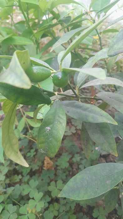 Саджанці лимона пандероза