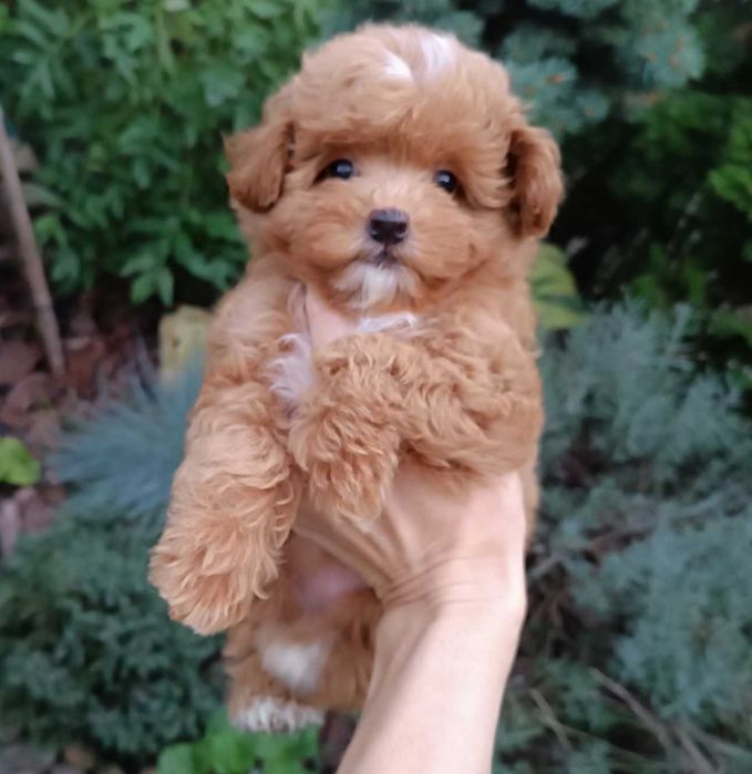 VIP малышка ПомаПу в ярком красном с белом окрасе. Киев, Теремки