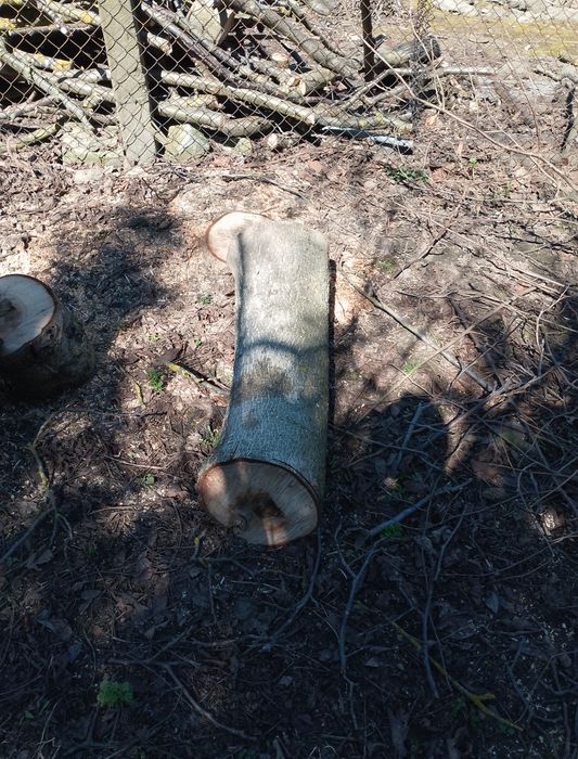 Witam sprzedam orzecha włoskiego