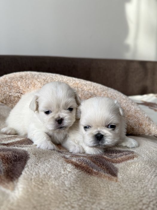 Королівські пекінеси біленькі