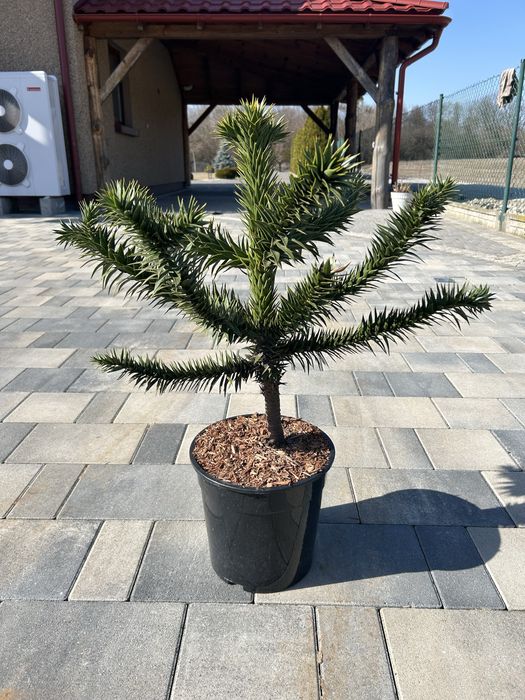 Araucaria chilijska Małpie drzewo 60-70 cm