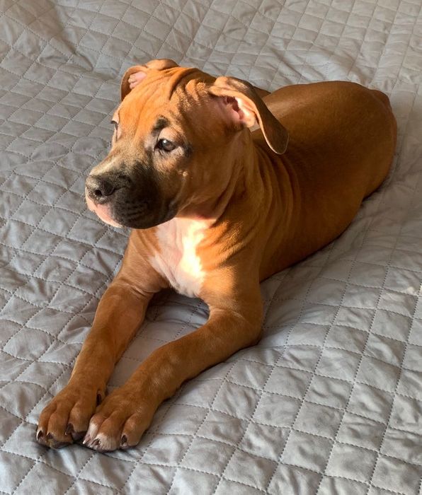 Цуценята стаффорда АСТ