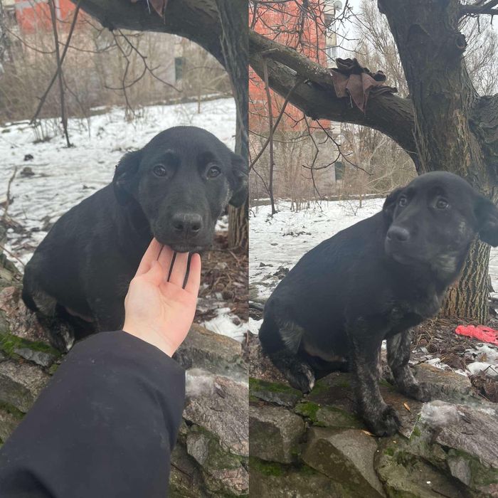 Цуценя безкоштовно, помісь Лабрадора