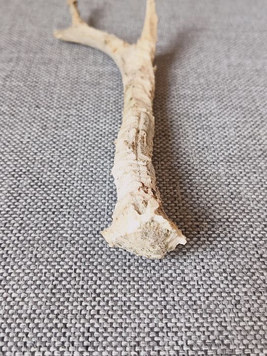 Róg sarny, wysokość 20cm