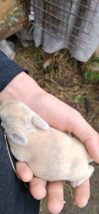 Króliczki karzełki mini tedi