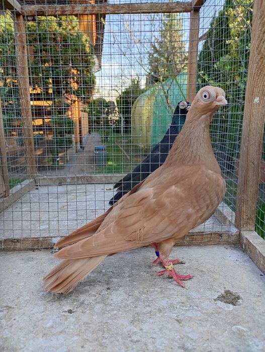 Maściuchy samice żółta i czarna