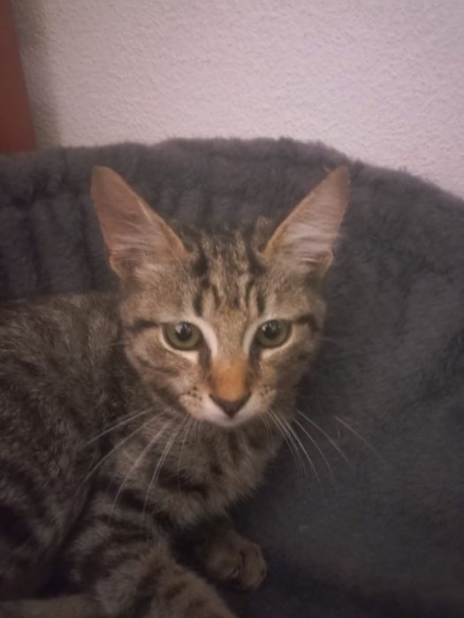 Gatos para  adoção  responsável