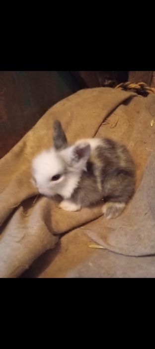 Króliki karzełki Teddy