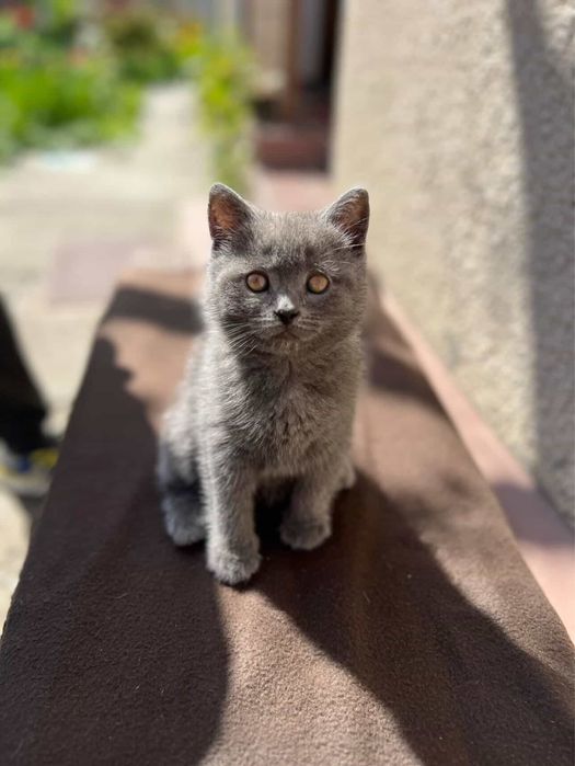 Кошеня британське прямовухе