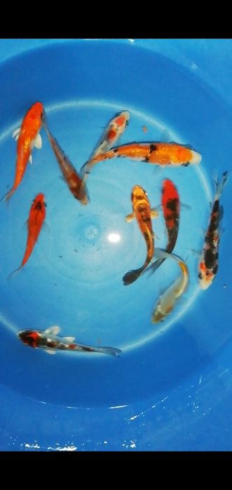 Vendo carpas kois 11-13cm
Para mais informações por favor
