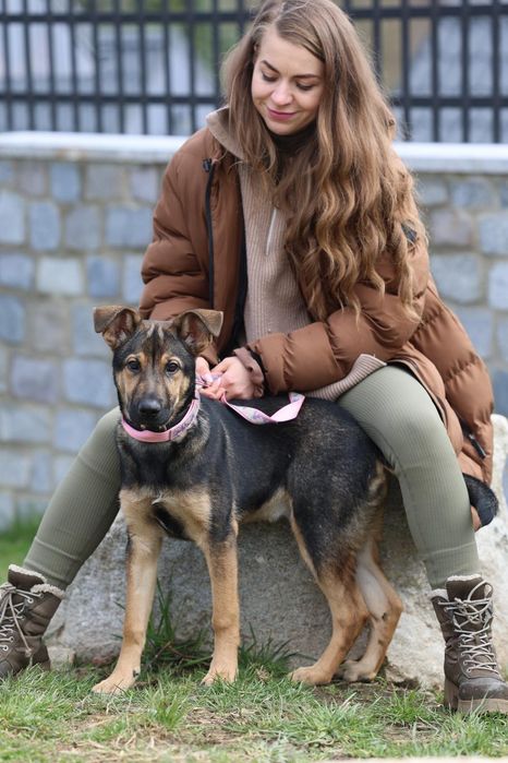 Szczeniak do adopcji