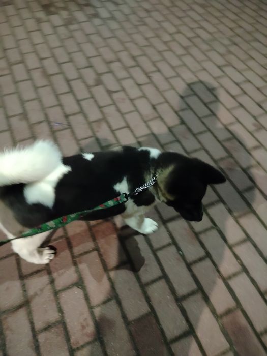 Akita Amerykańska   2,5 mca piesek