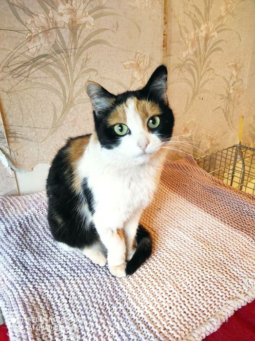 Котики и кошечки