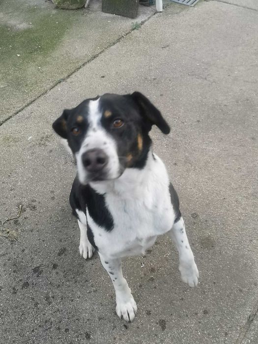 Toni procura novo dono/ para Adoção/ Maia