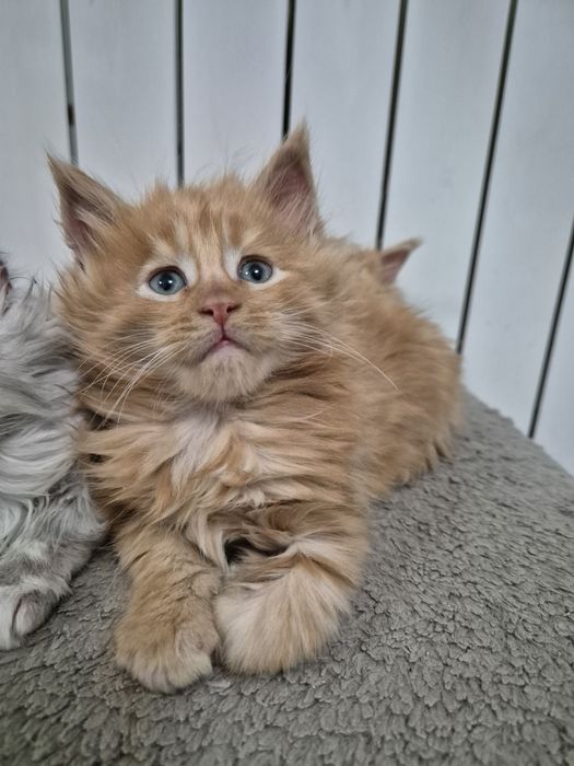 Rezerwacja na Kocurka Maine coon