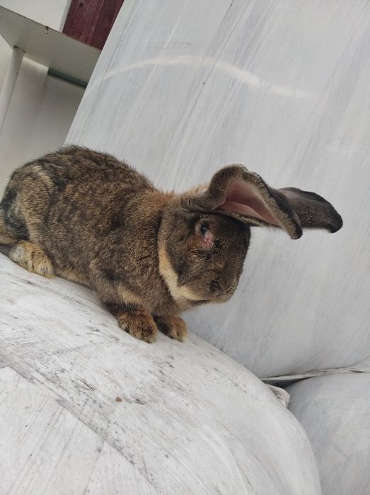 Sprzedam samca olbrzym belgijski.