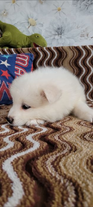 Uroczy Piesek Samoyed