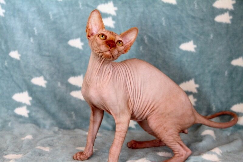 В наличие есть котята девочки и мальчики